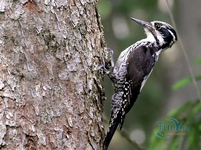 Природный Заповедник Вийдумяэ (Вийдумяэский заповедник)