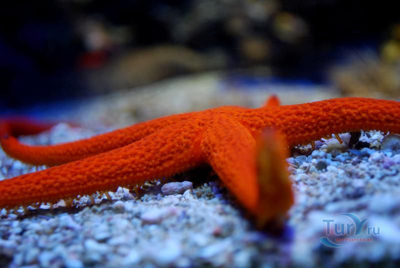 Океанографический музей Монако