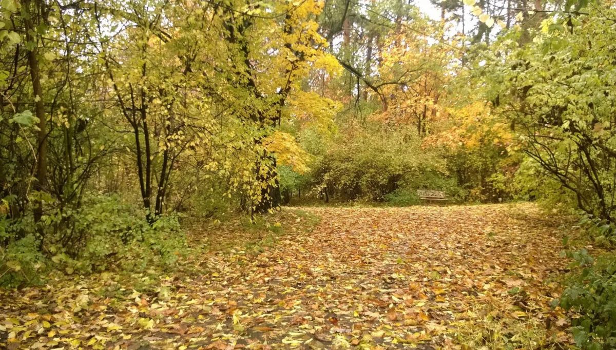 Дендрарий в Хабаровске