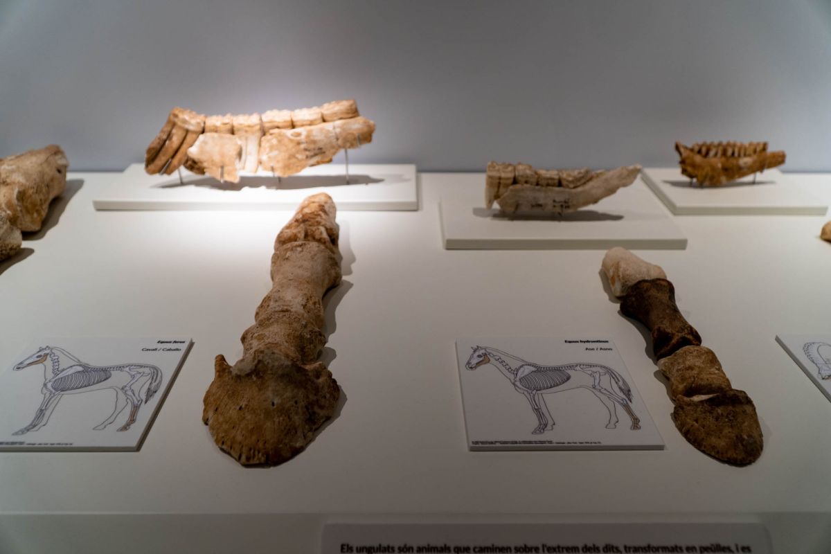 Музей доисторической эпохи Валенсии