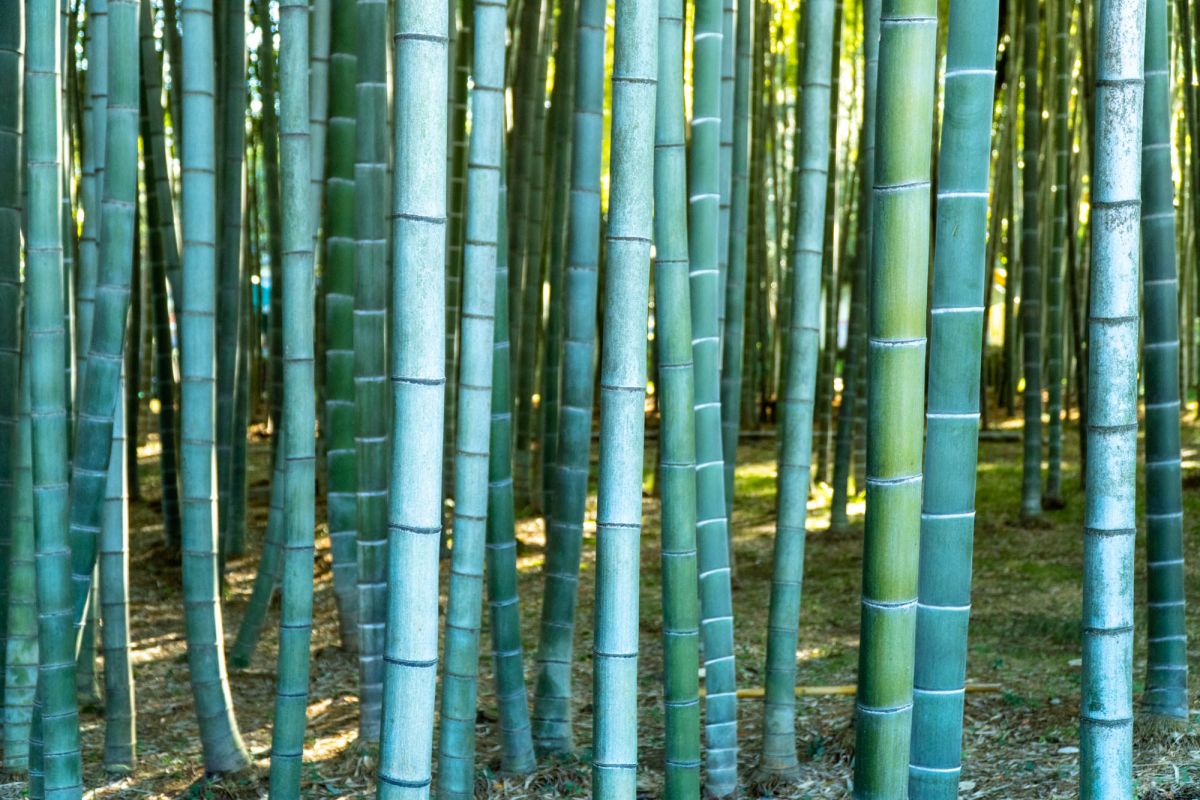 Бамбуковая Роща