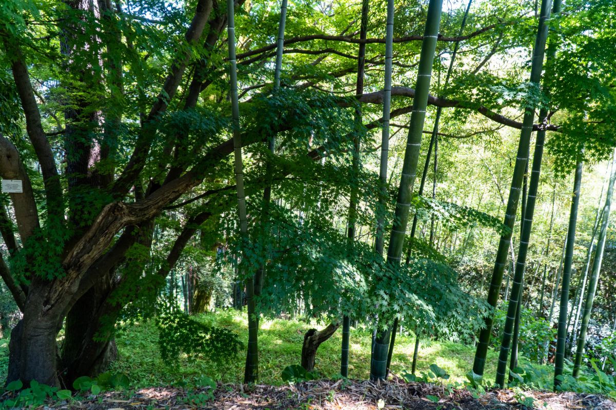 Батумский ботанический сад