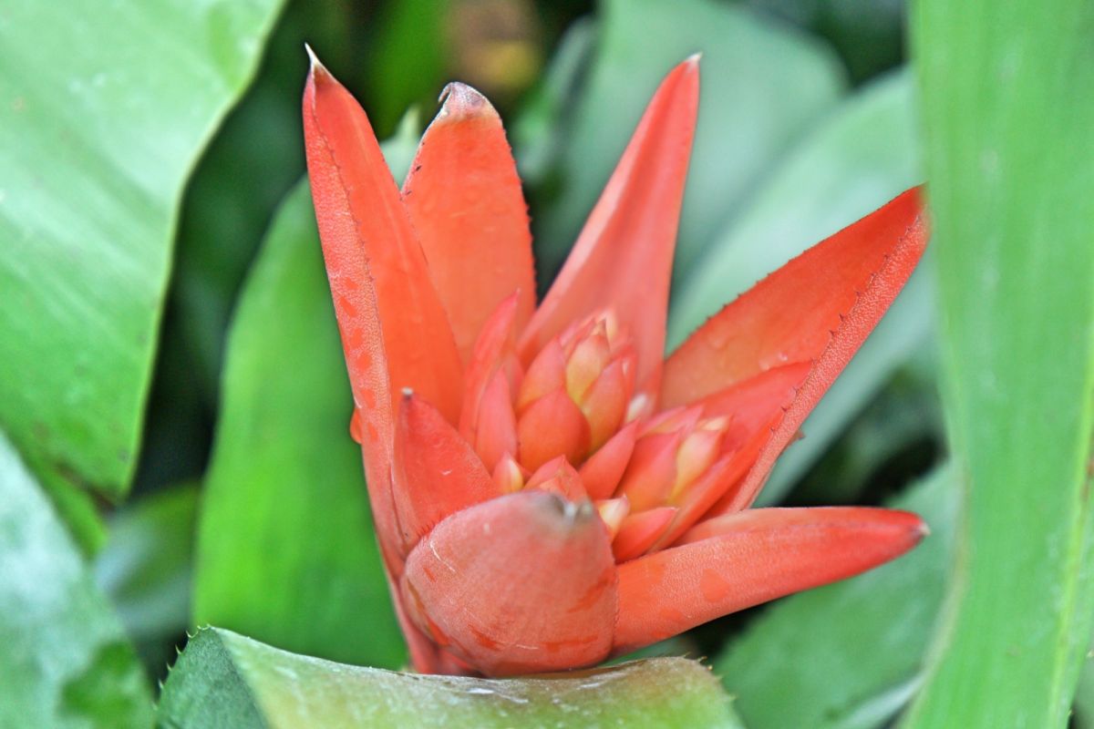 Сингапурский ботанический сад