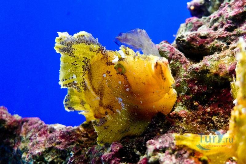 Океанографический музей Монако