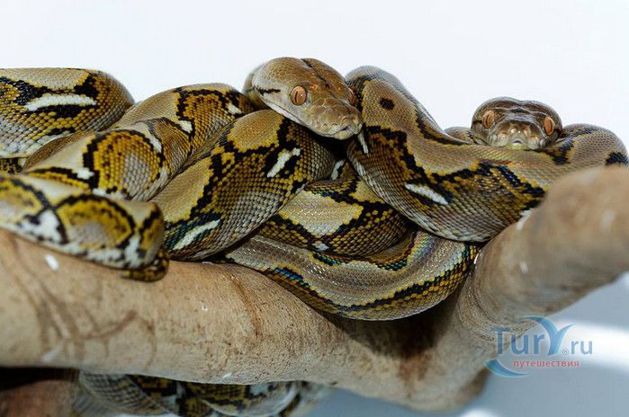 Сингапурский Зоопарк