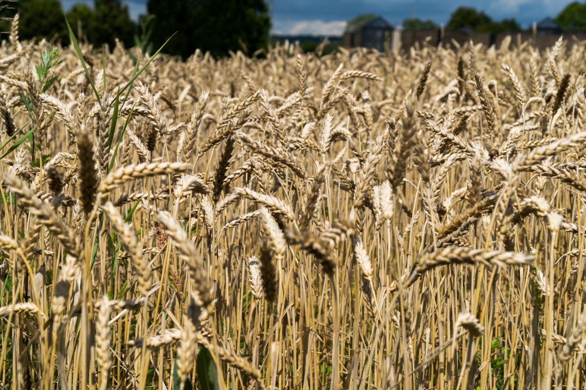 Церковь Поклонения на горе Шенштатт