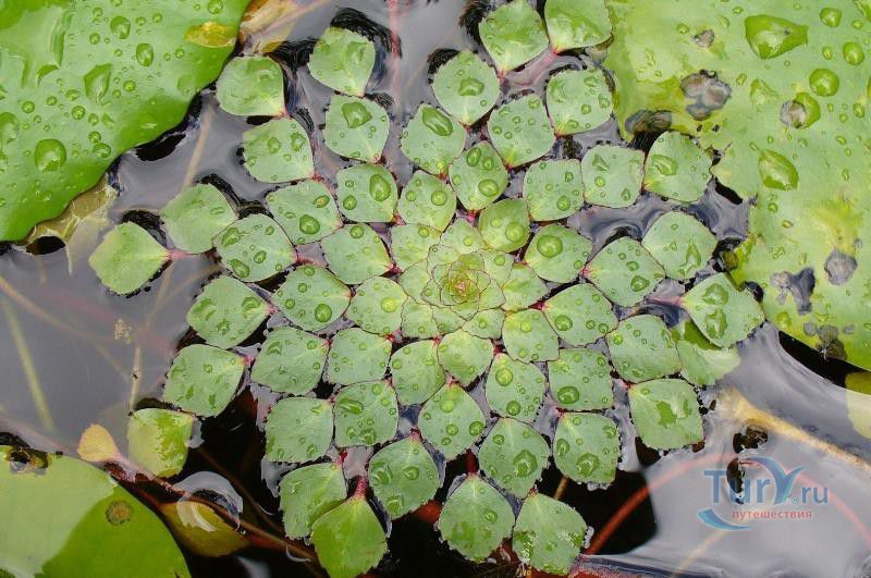 Ботанический сад Балата