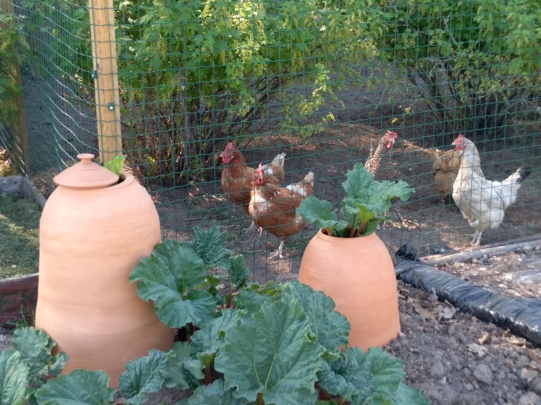 Сад на хуторе Микко