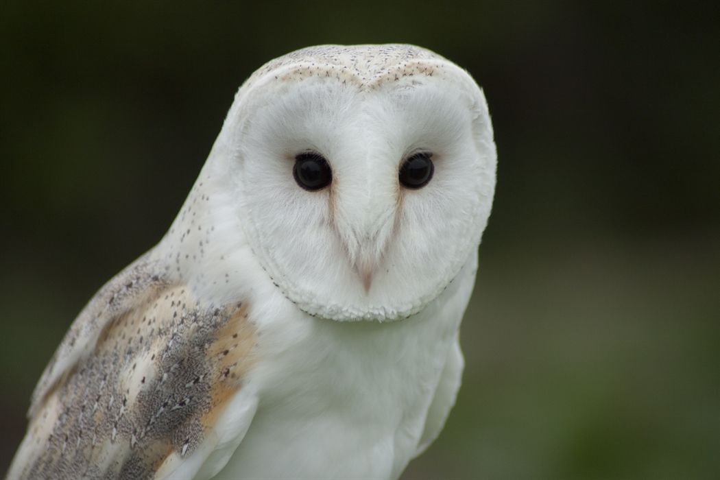 Соколиная охота Спейсайда