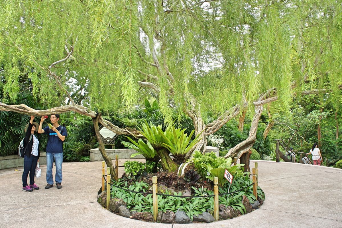 Сингапурский ботанический сад
