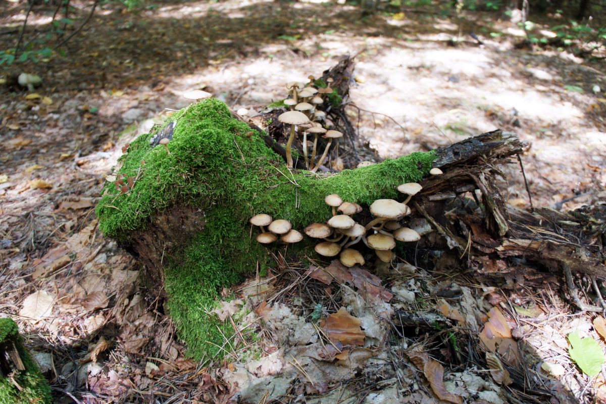 Тригорское лесничество