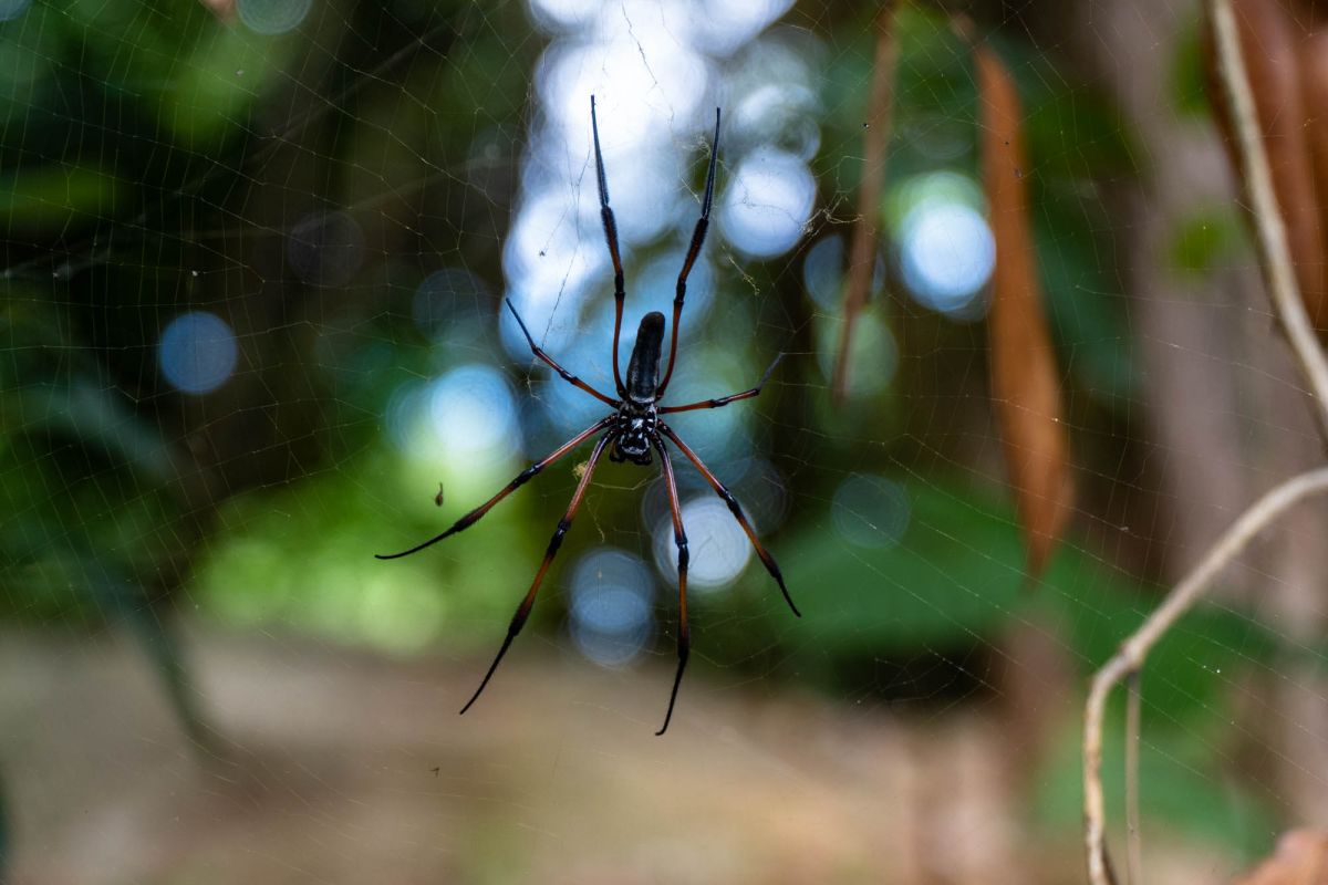 Тропа Анс Мажор