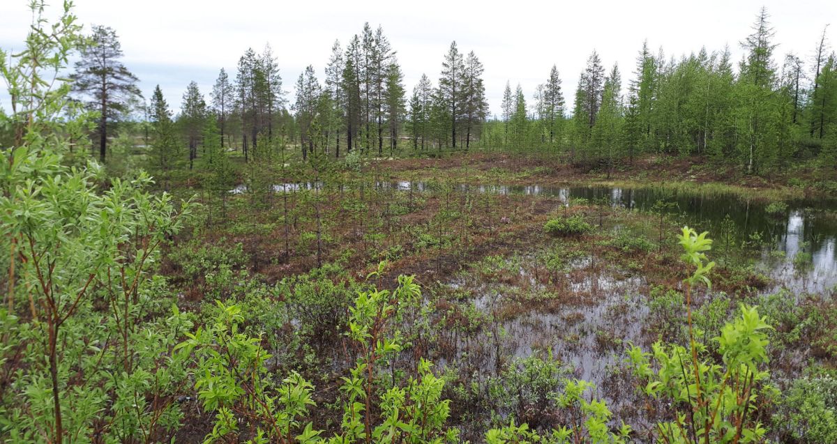 Надымский государственный природный заказник
