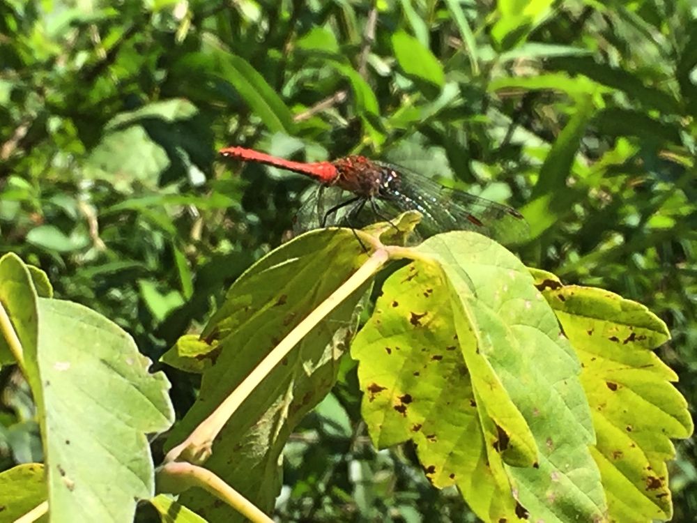 Река Тетерев