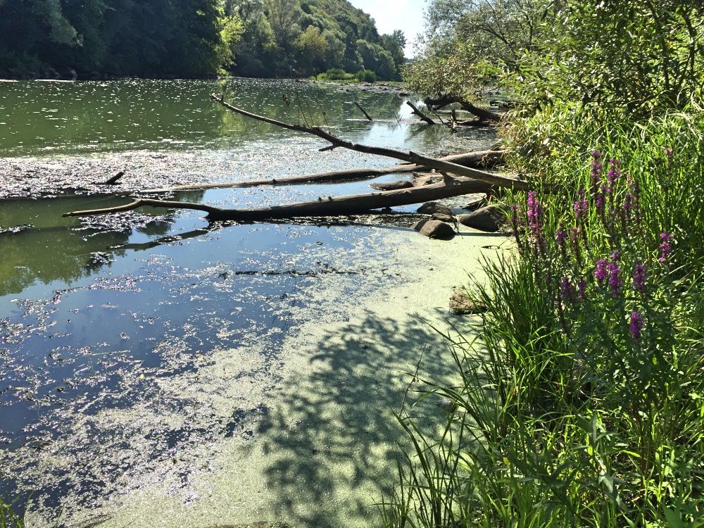 Река Тетерев