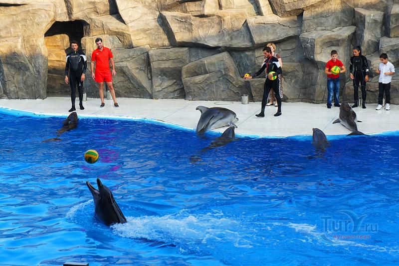 Дельфинарий в Батуми