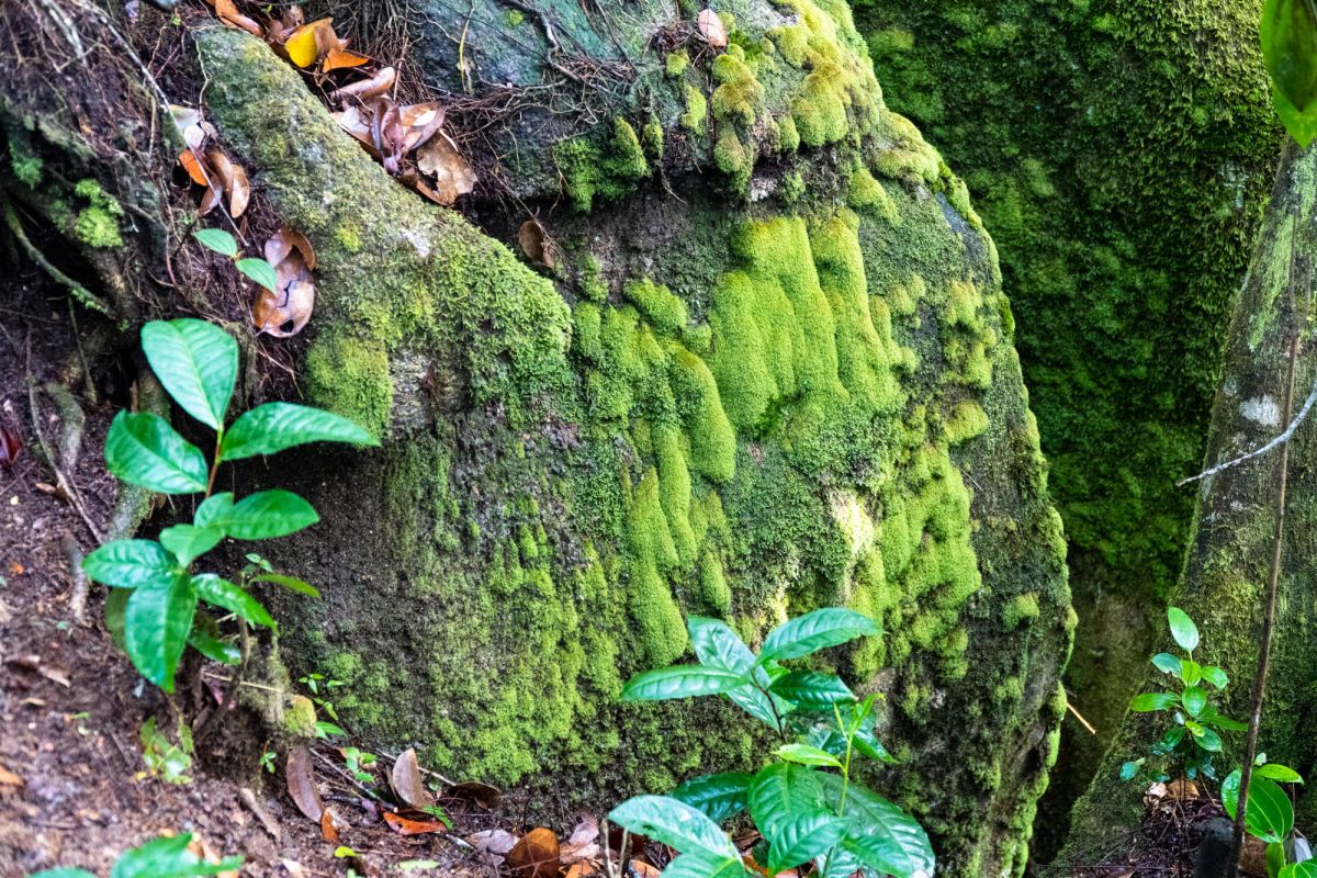 Морн Блан Трейл