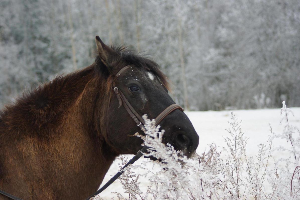 Конный хутор Карла-Эрика