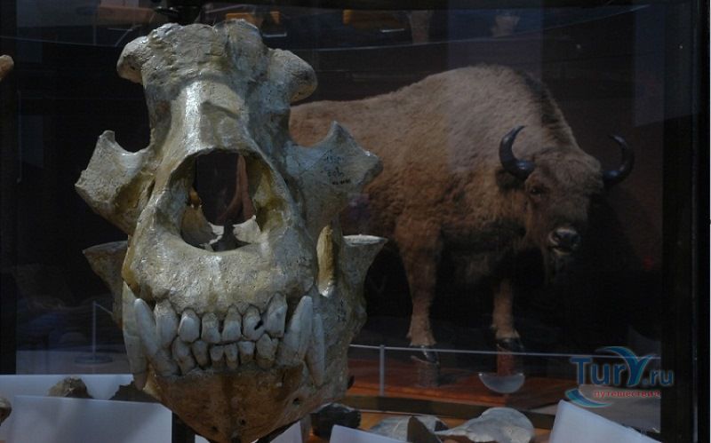 Музей доисторической антропологии