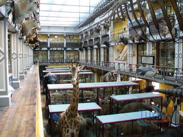 Музей Истории Естествознания