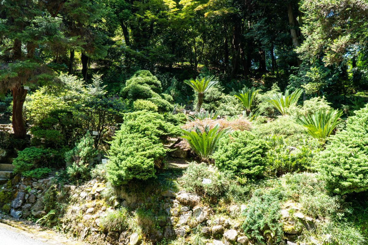 Батумский ботанический сад