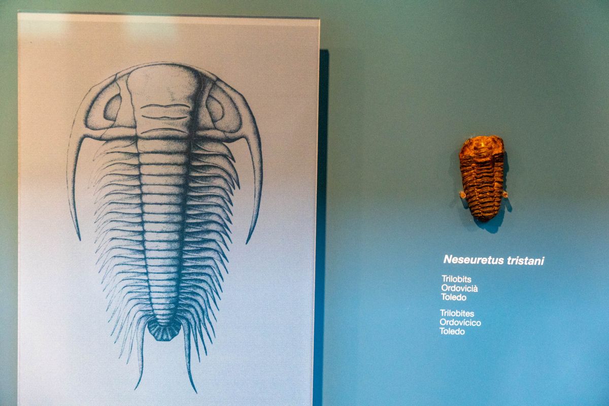 Музей естественных наук