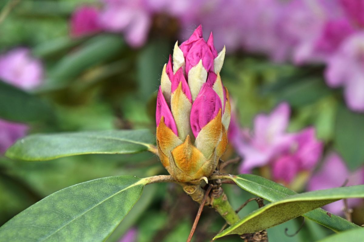 Бернардинский сад (Сад Bernardinų)