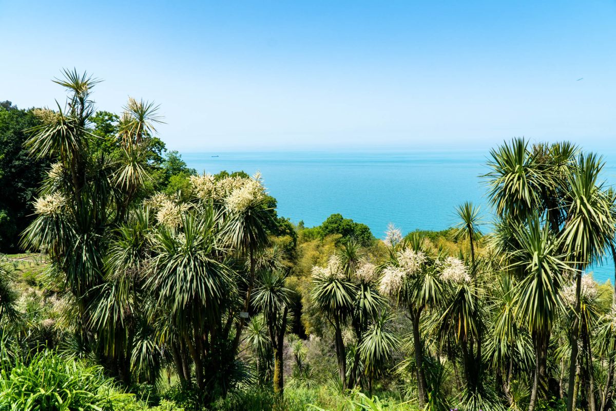 Батумский ботанический сад