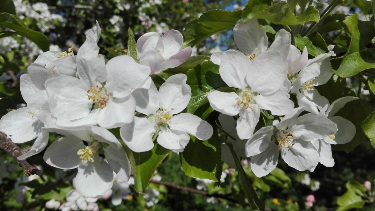 Дом сидра Kloostrimetsa