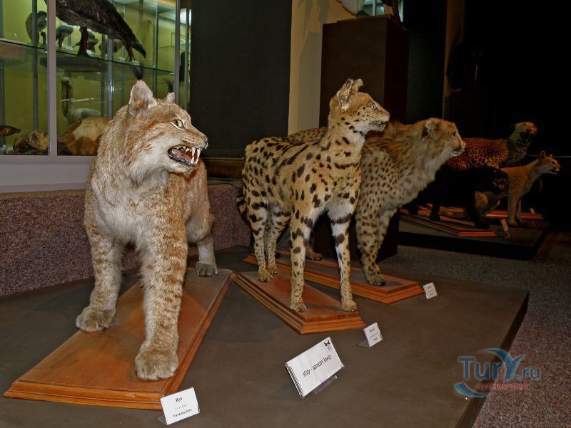 Музей Эволюции Института палеобиологии Польской Академии Наук