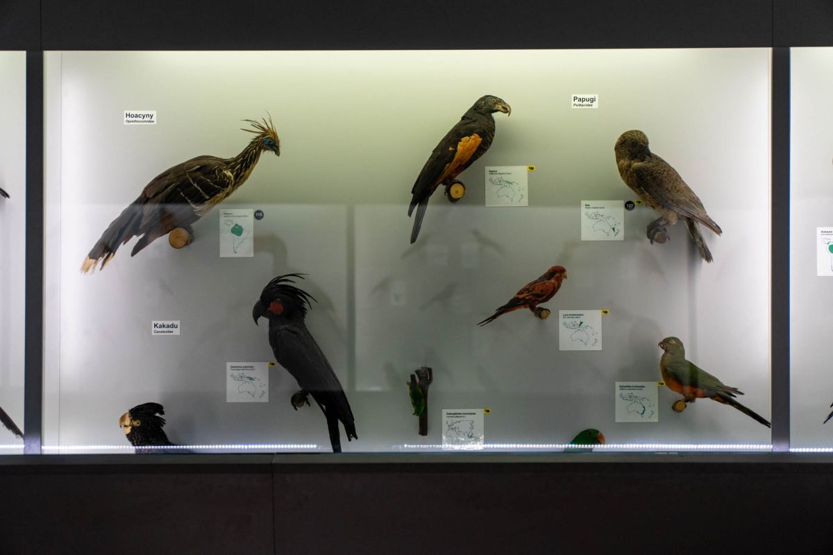 Музей естественной истории Вроцлавского университета