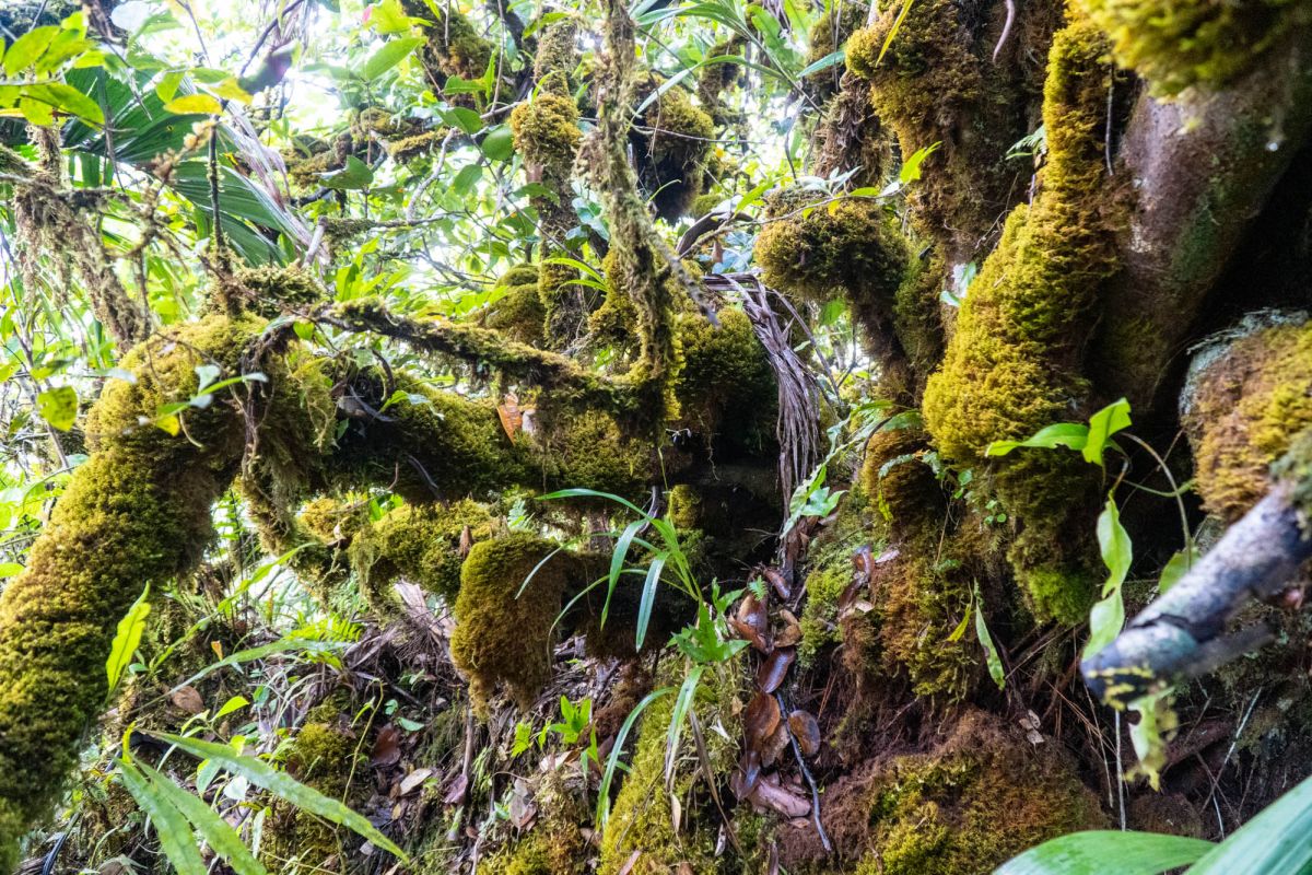 Морн Блан Трейл