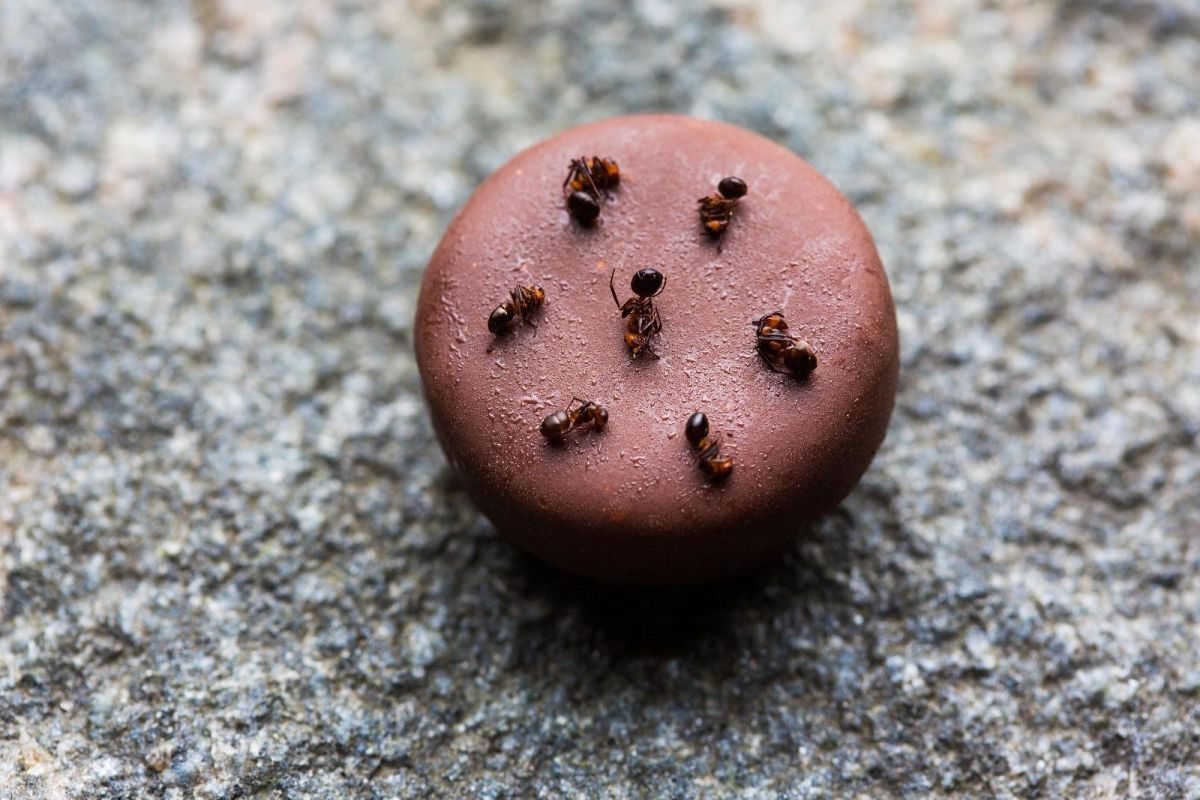 Alexander Chef's Table