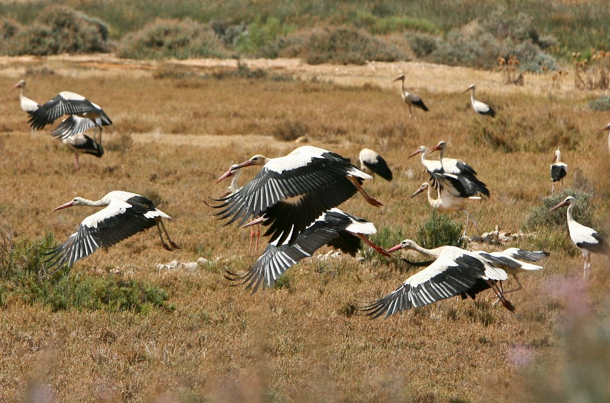 Природный заповедник Сапал-ди-Каштру-Марим-и-Вила-Реал-ди-Санту-Антониу