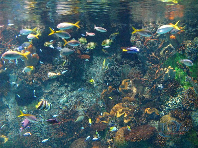 Аквариум Осаки