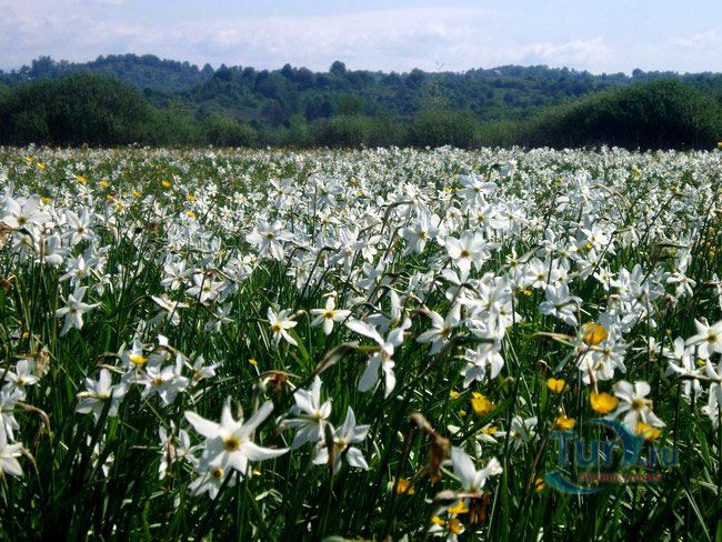 Долина нарциссов