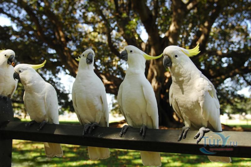 Королевский Ботанический Сад