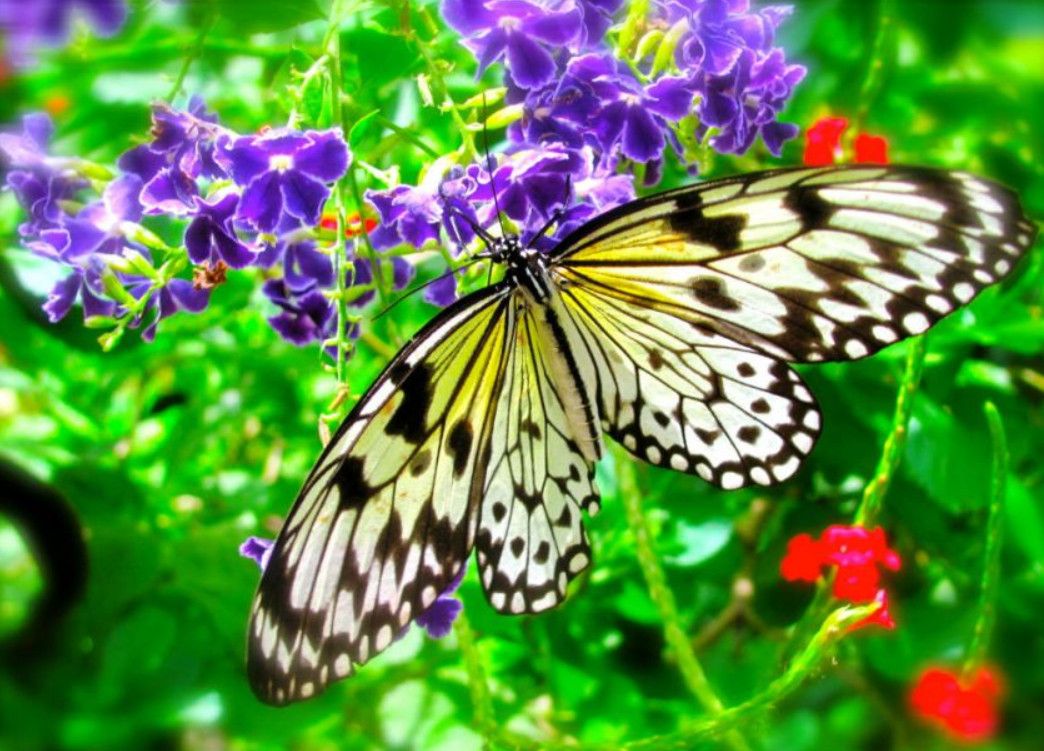 Ферма Бабочек (Aruba Butterfly Farm)