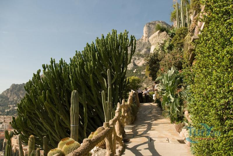 Экзотический сад Монако