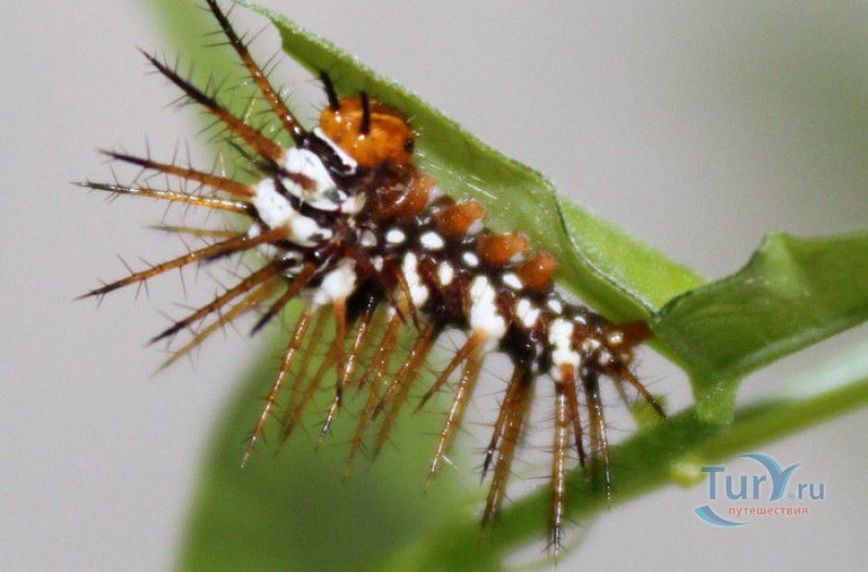 Сад Бабочек Мартиника