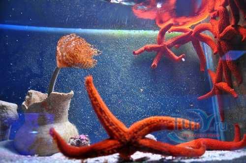 Аквариум Пиран