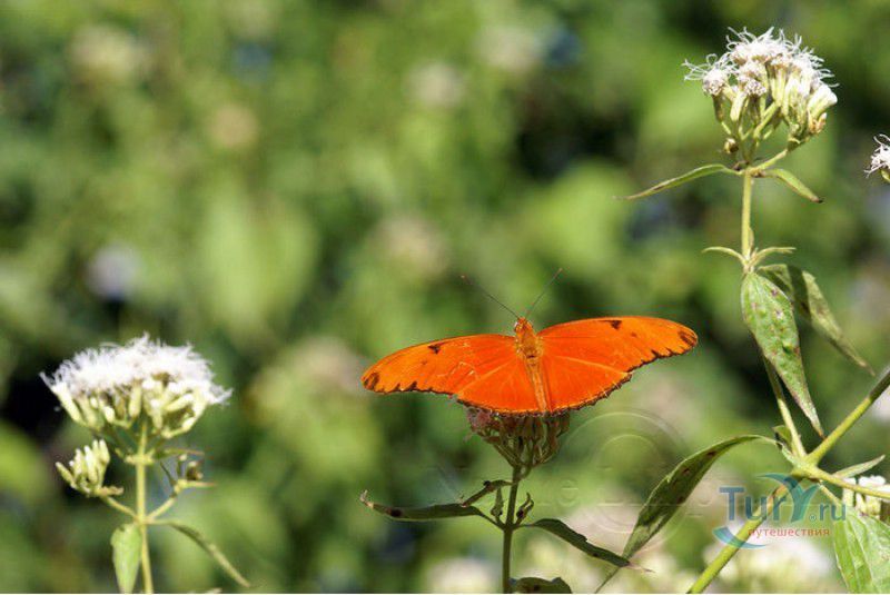 Сад Бабочек Мартиника