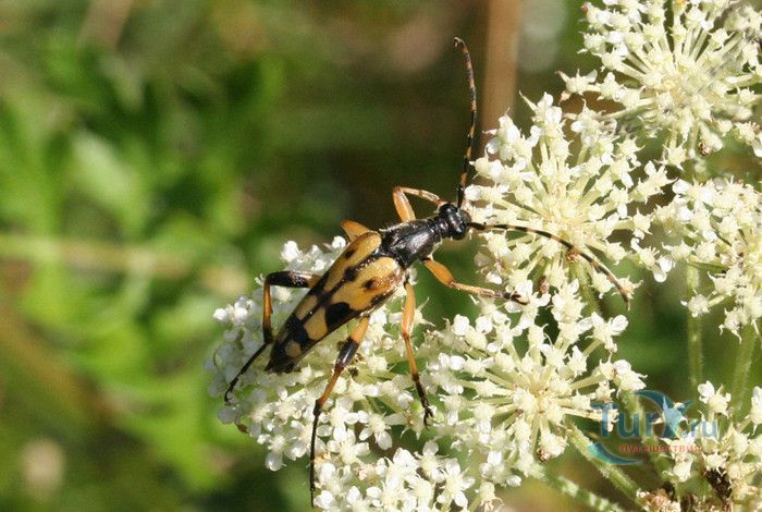 Природный Заповедник Вийдумяэ (Вийдумяэский заповедник)