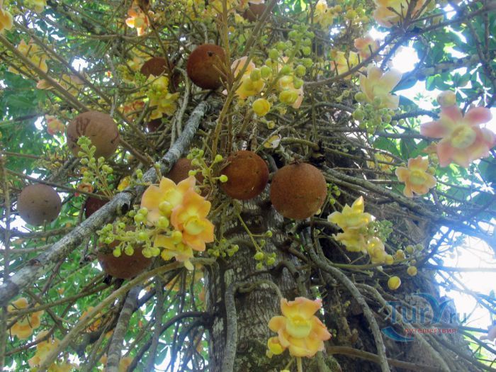 Ботанический сад и Исследовательский центр Lancetilla