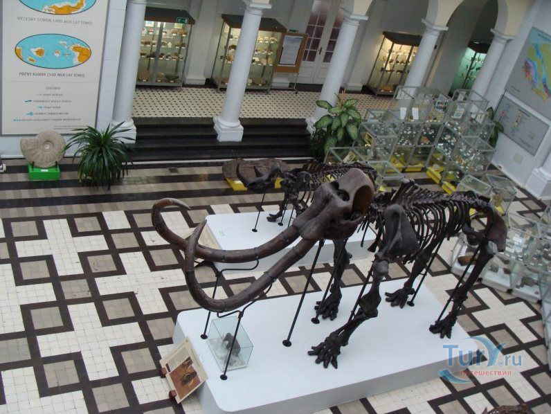 Геологический музей польского геологического института в Варшаве