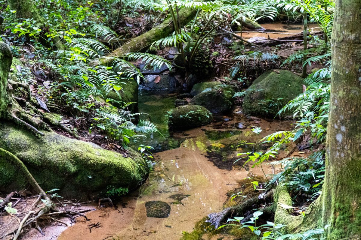 Салази Трейл