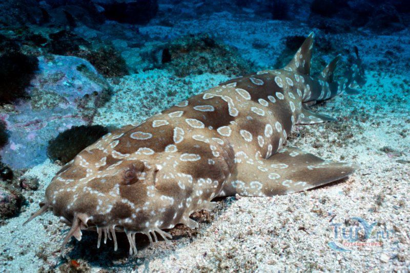 Подводный Мир Келли Тарлтон