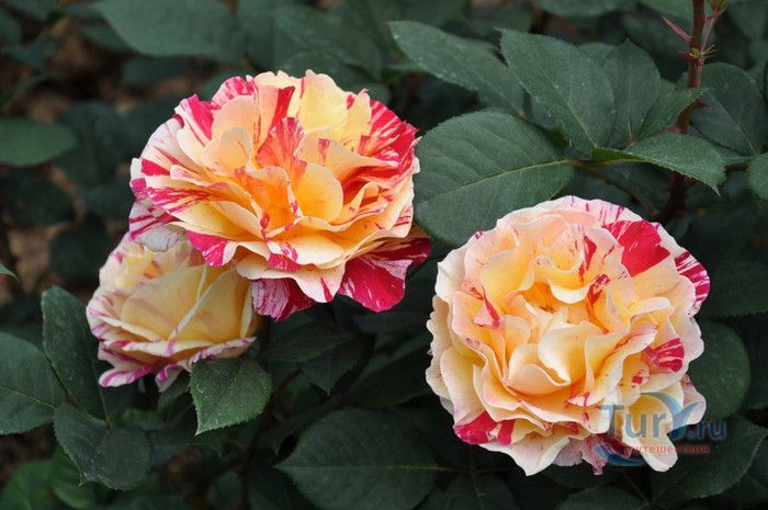 Пейзажный Парк Фонвьей и Розарий Принцессы Грейс