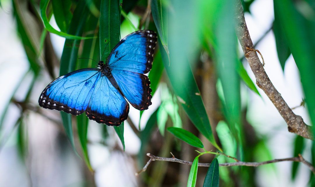 Дом бабочек Papilonia
