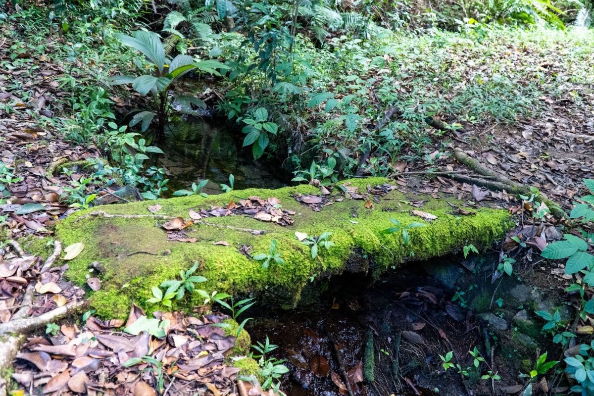 Салази Трейл